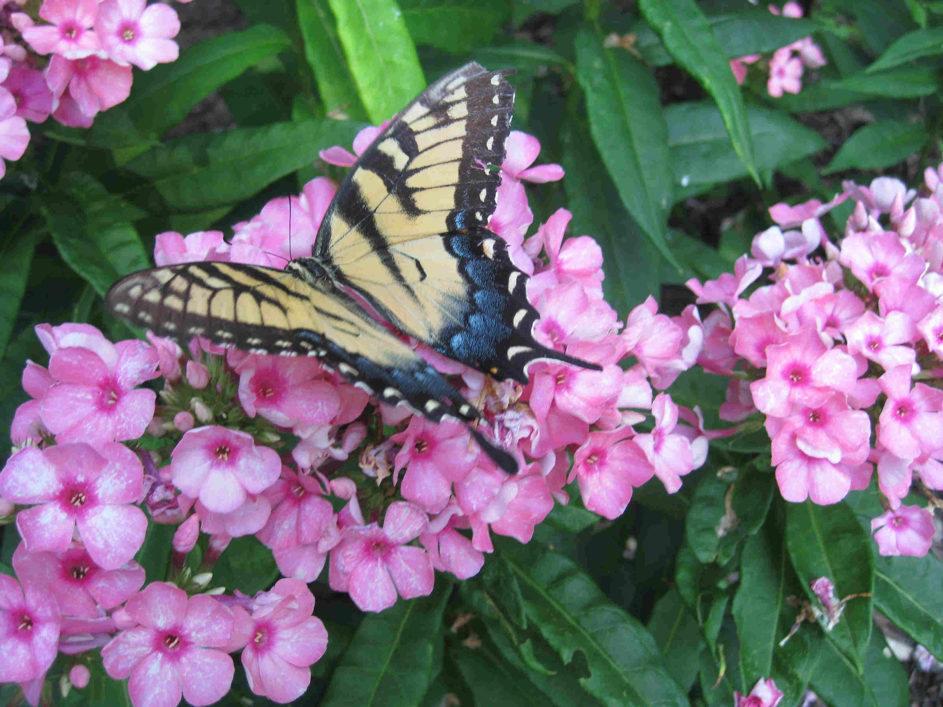 Butterfly on Pink Flowers