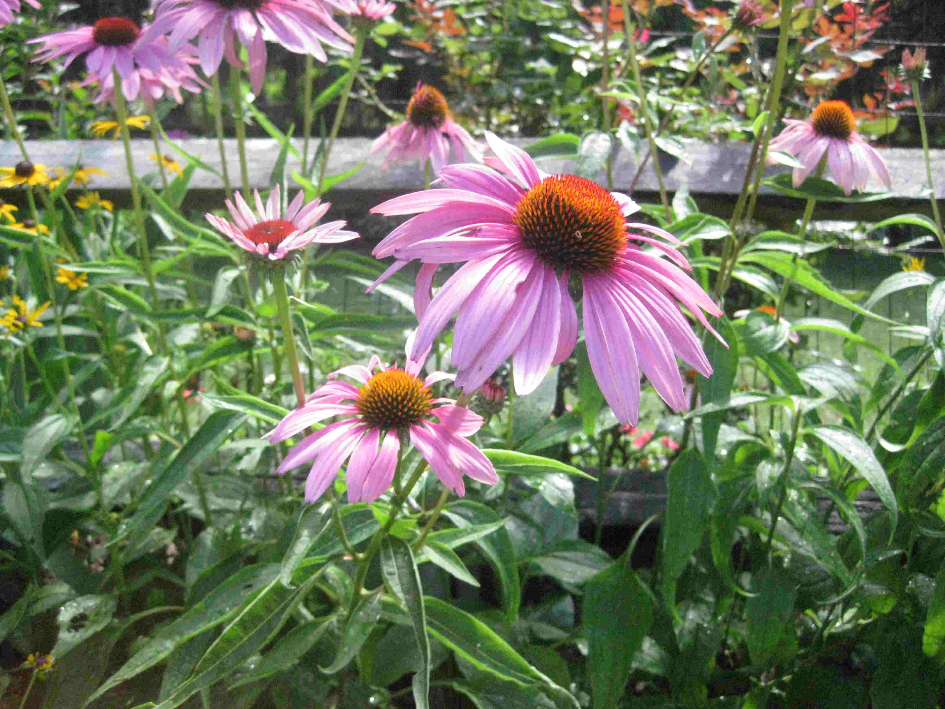 ConeFlowers