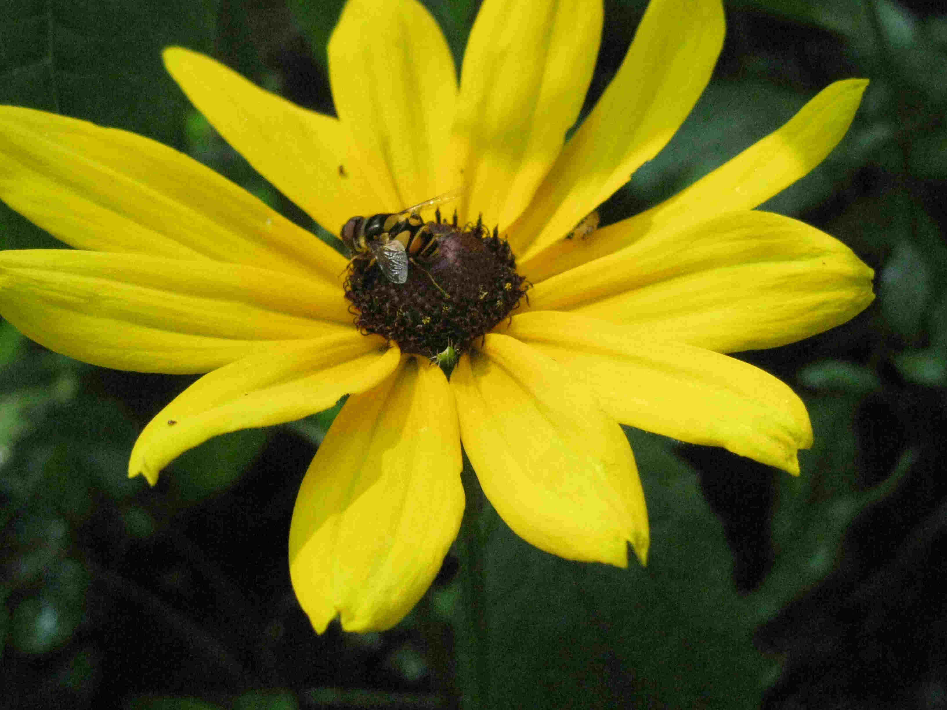 Bee landed on a Yellow Daisy