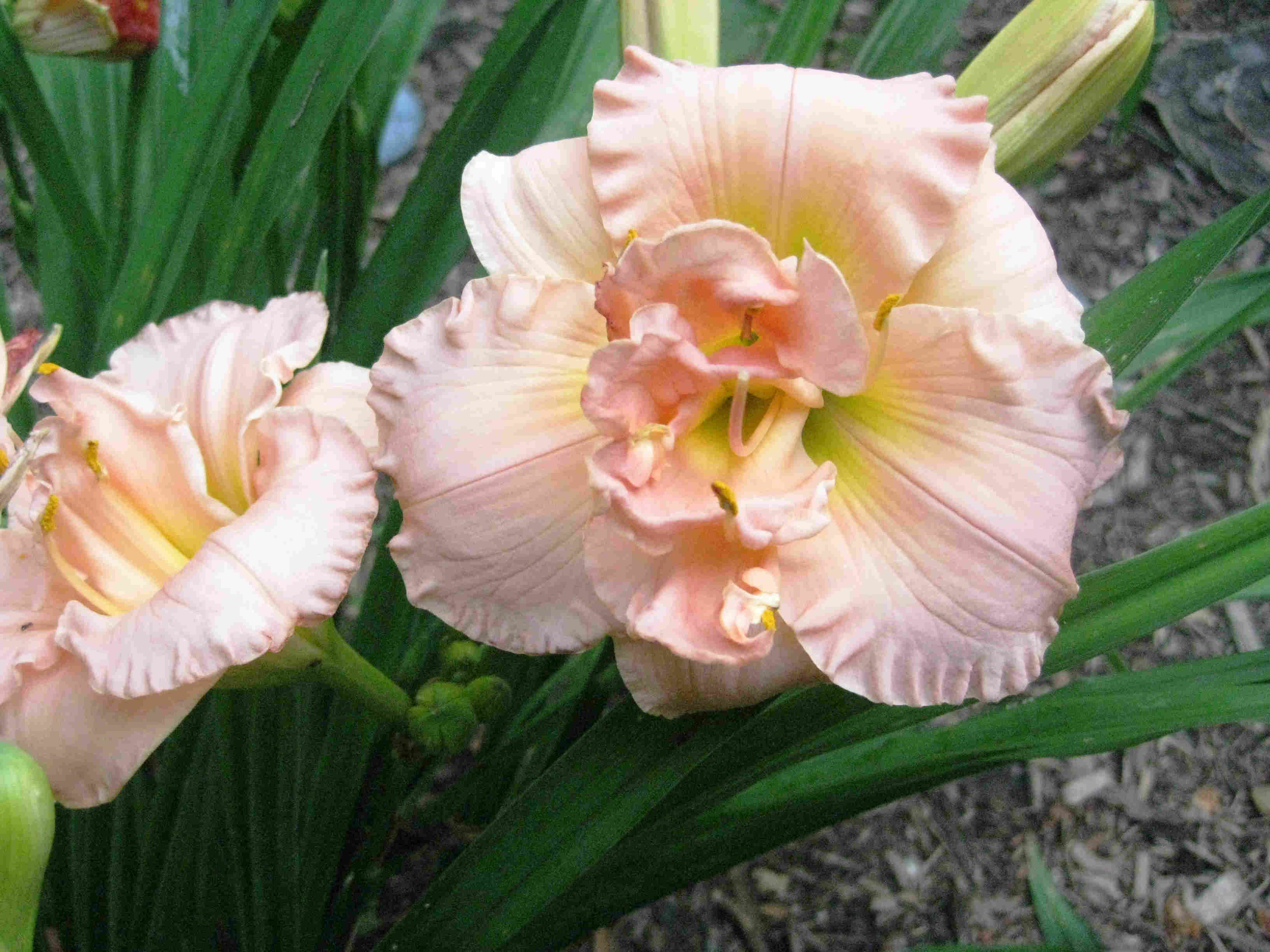 Peach Daylillies