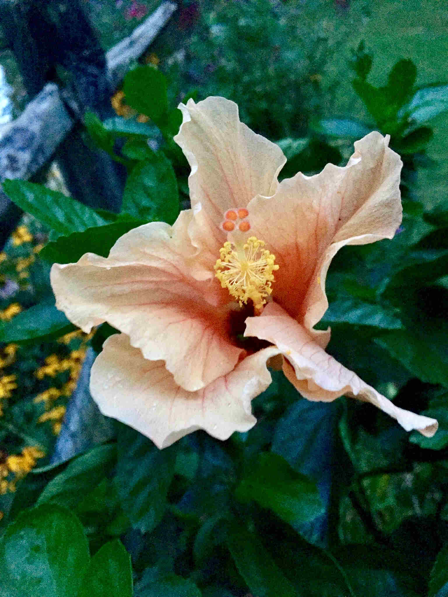 Peach Hibiscus