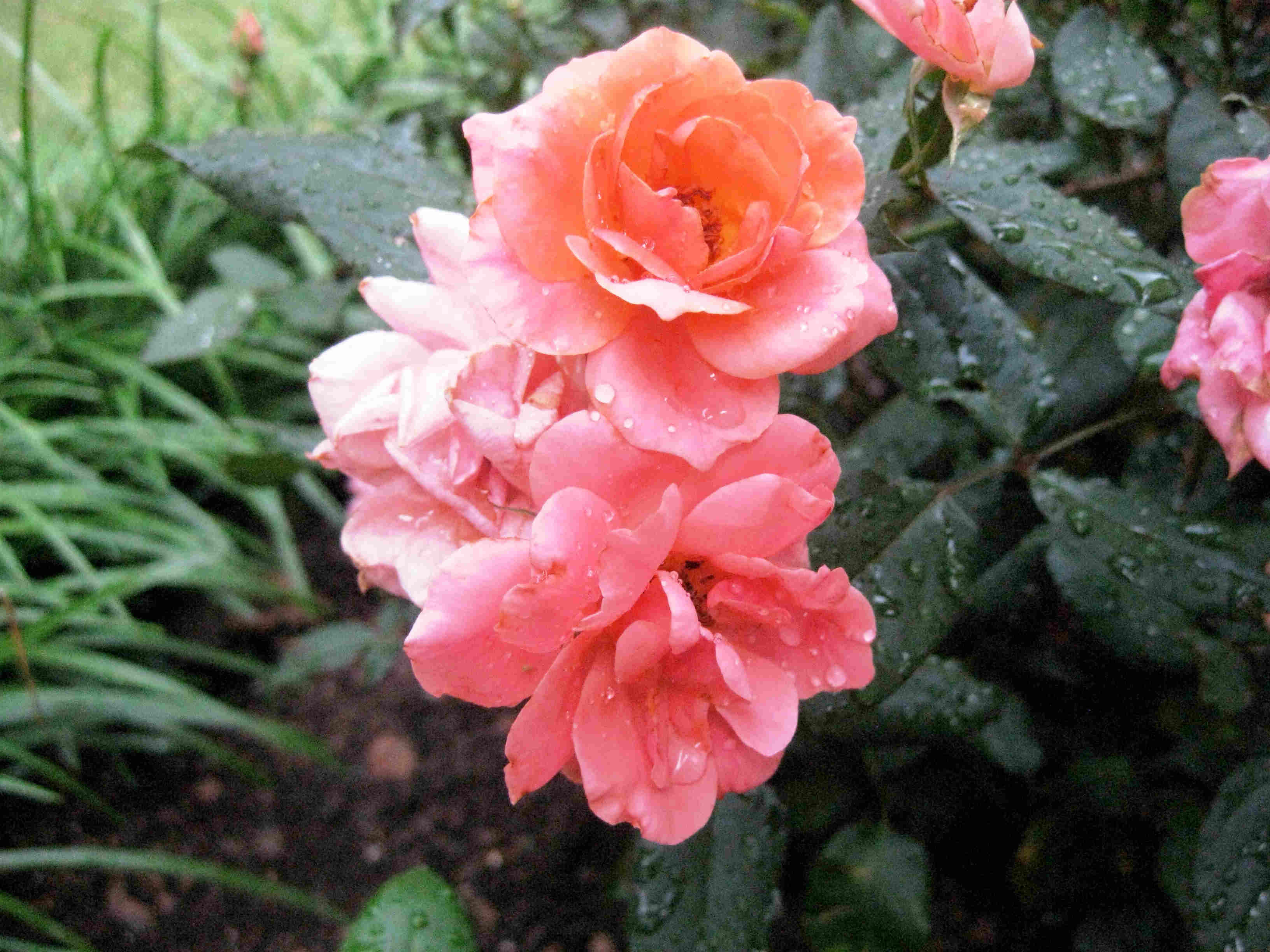 Pink Roses with Rain Drops