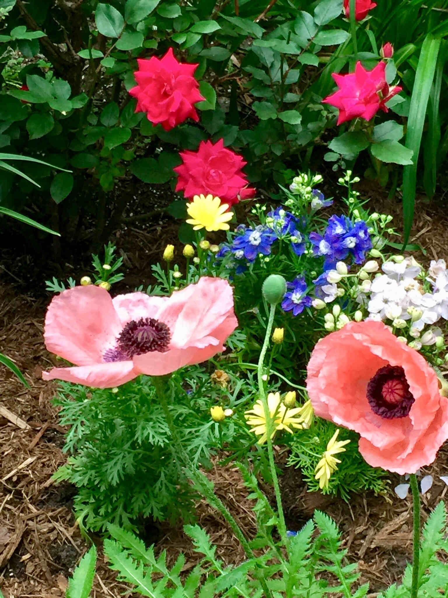 Two Peonies