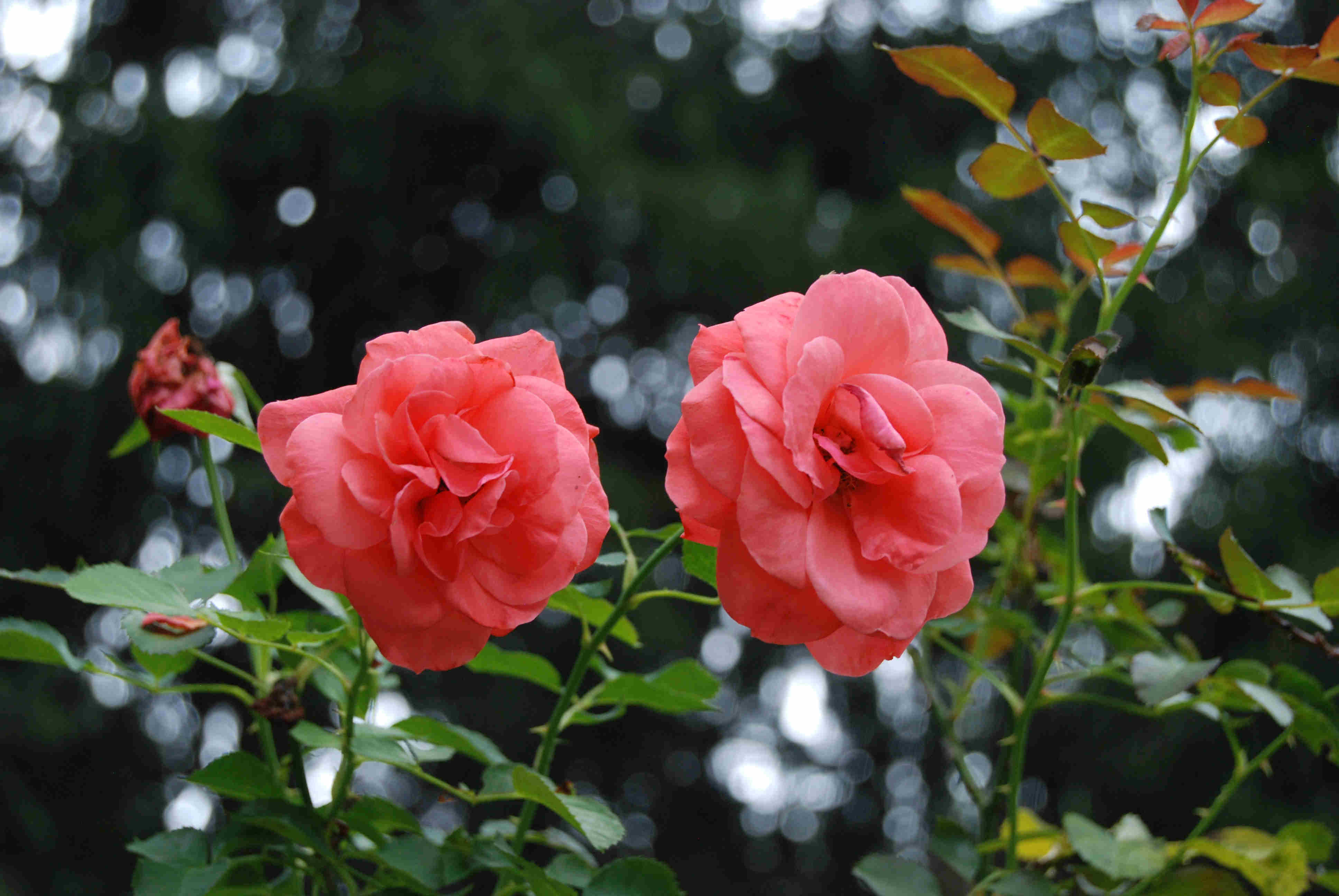 Two Pink Roses